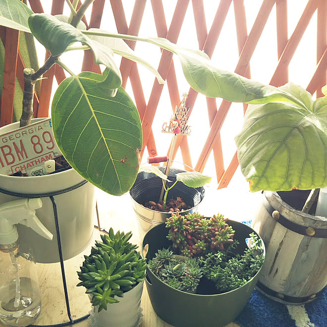 リビング/観葉植物のある暮らし/みどりのある暮らし/ウンベラータ/多肉植物...などのインテリア実例 - 2019-11-29 11:42:35
