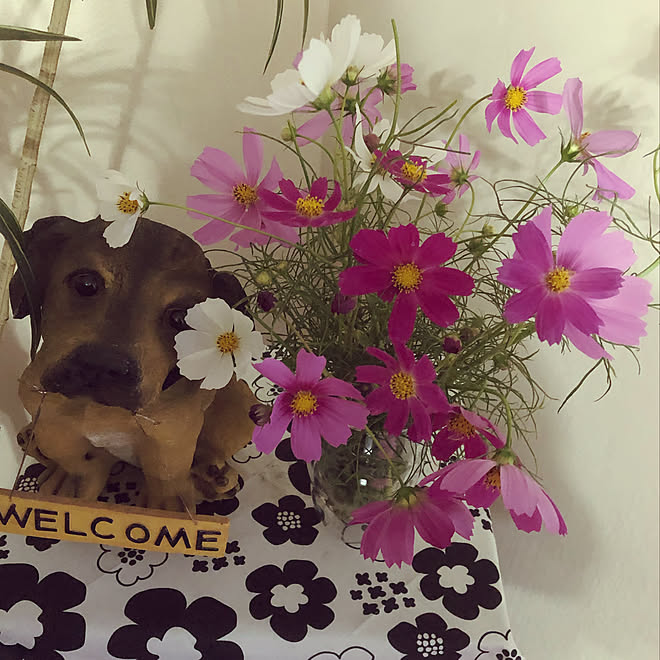 犬の置き物 ピンク 白 コスモス 秋の花です などのインテリア実例 10 03 17 33 33 Roomclip ルームクリップ