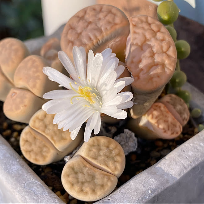 多肉植物が好き 多肉植物 リトープスの花 リトープス 22 11 などのインテリア実例 22 11 05 07 Roomclip ルームクリップ