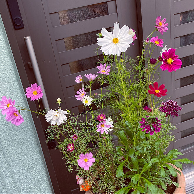 赤紫 コスモス 庭 花のある暮らし 玄関 などのインテリア実例 10 11 16 59 08 Roomclip ルームクリップ