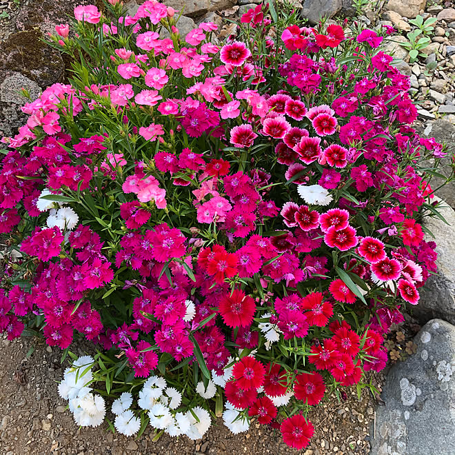 なでしこ 庭の花 花のある暮らし 季節の花 癒し などのインテリア実例 05 14 15 43 08 Roomclip ルームクリップ