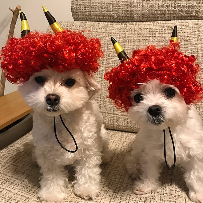 リビング マルプー マルチーズ 節分 犬ばっかりでスミマセンのインテリア実例 19 01 25 07 48 00 Roomclip ルームクリップ