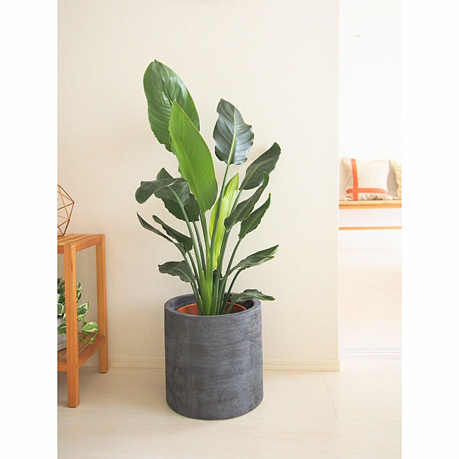 リビング 観葉植物 植物のある暮らし ストレチアレギネ 賃貸インテリア などのインテリア実例 08 02 16 57 57 Roomclip ルームクリップ