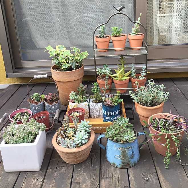 玄関 入り口 Salut 3coins 多肉植物寄せ植え 観葉植物 などのインテリア実例 18 11 03 13 59 29 Roomclip ルームクリップ