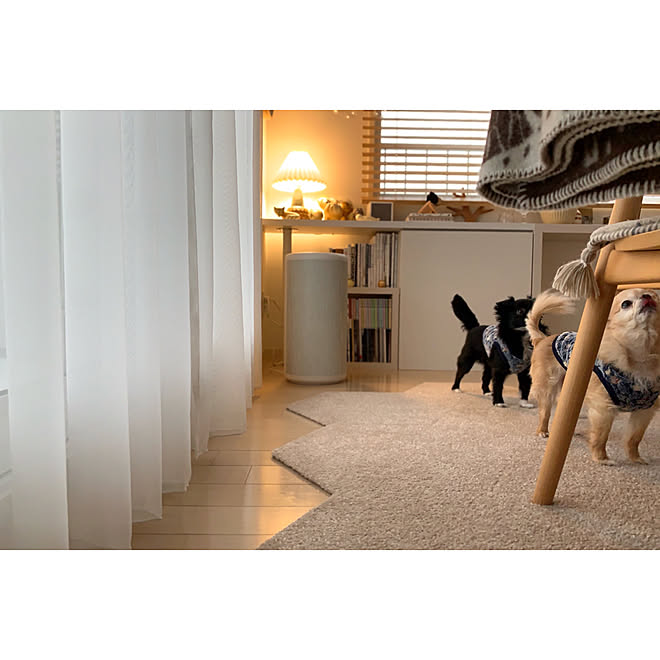犬 インテリア マンション 298308犬 インテリア マンション