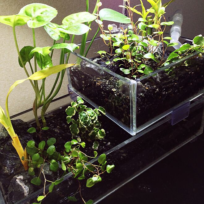 リビング アクアテラリウム アクアリウム 観葉植物 植物のインテリア実例 15 01 31 00 44 25 Roomclip ルームクリップ