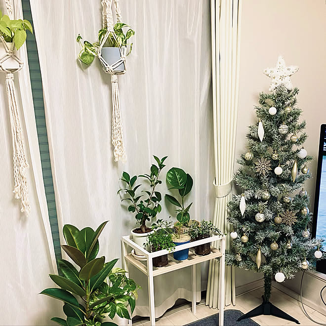 ニトリ クリスマスツリー150cm クリスマス 植物のある暮らし ミニ観葉植物 などのインテリア実例 21 11 26 11 50 35 Roomclip ルームクリップ