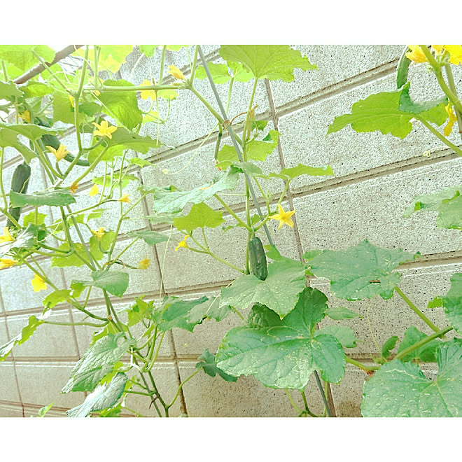 部屋全体 お庭の一角 夏野菜 きゅうり栽培 黄色いお花 などのインテリア実例 18 05 19 06 53 45 Roomclip ルームクリップ 部屋全体 お庭の一角 夏野菜 きゅうり栽培 黄色いお花 などのインテリア実例 18 05 19 06 53 45 Roomclip ルームクリップ