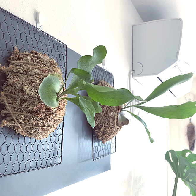 セリア ビカクシダ ネザーランド 板付け ビカクシダと暮らす 観葉植物のある暮らし などのインテリア実例 22 01 19 09 57 41 Roomclip ルームクリップ セリア ビカクシダ ネザーランド 板付け ビカクシダと暮らす 観葉植物のある暮らし などのインテリア実例 22 01 19 09 57 41 Roomclip ルームクリップ