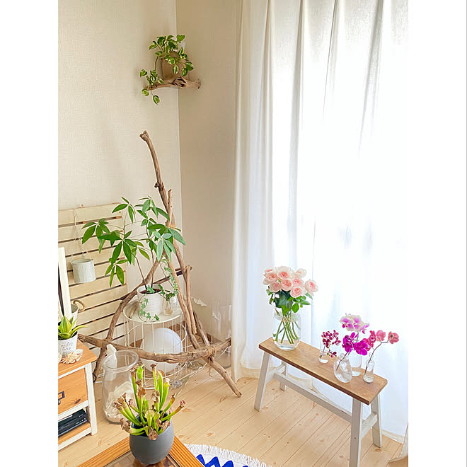 一人暮らし 花のある暮らし No Green No Life 植物のある暮らし 植物 などのインテリア実例 21 08 11 12 32 19 Roomclip ルームクリップ 一人暮らし 花のある暮らし No Green No Life 植物のある暮らし 植物 などのインテリア実例 21 08 11 12 32 19 Roomclip ルームクリップ