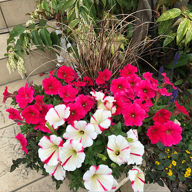 ガーデニング ハンギング 寄せ植え大好き 玄関 入り口 ペチュニア寄せ植え などのインテリア実例 05 14 00 53 30 Roomclip ルームクリップ