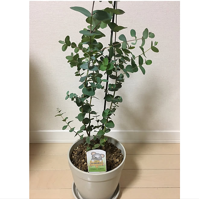 ベッド周り ユーカリグニー 一人暮らし 観葉植物 植物 などのインテリア実例 18 05 12 21 44 46 Roomclip ルームクリップ