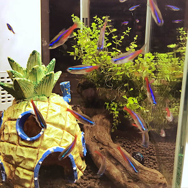 熱帯魚 淡水魚 グリーンテトラ ネオンテトラ 水槽 などのインテリア実例 19 10 11 22 08 06 Roomclip ルームクリップ