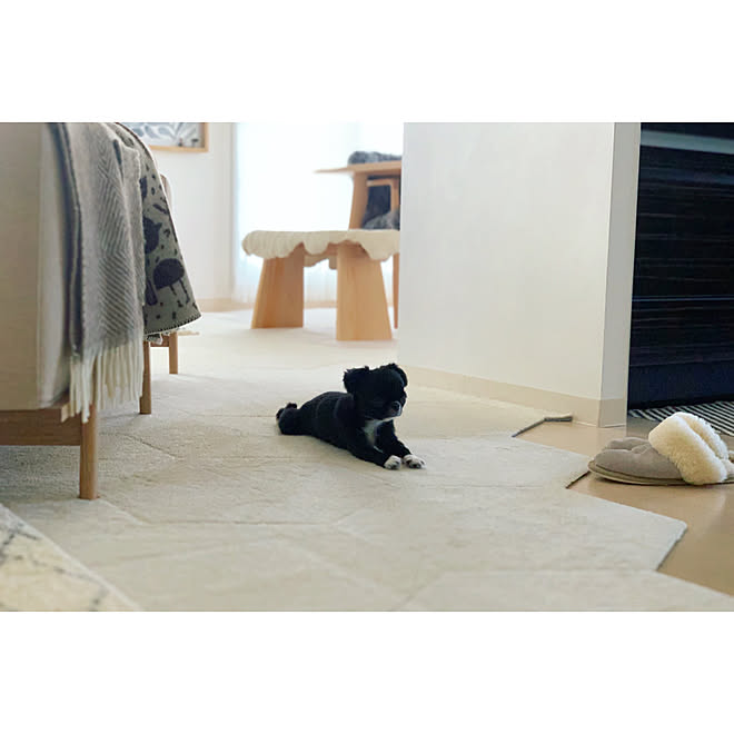 ラプアンカンクリ ブランケット ペット ダイニング ペットと暮らすインテリア などのインテリア実例 11 25 18 47 05 Roomclip ルームクリップ