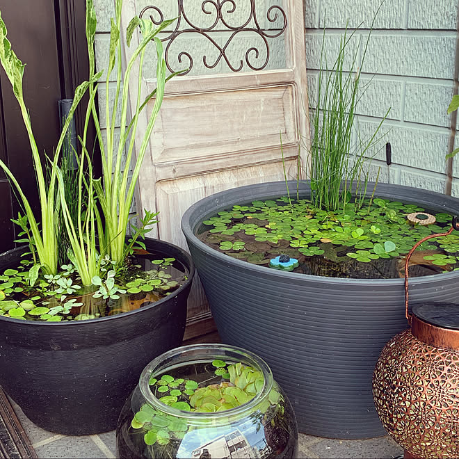 ミナミヌマエビ Salut ウォータークローバー メダカ ビオトープ などのインテリア実例 22 05 18 17 41 56 Roomclip ルームクリップ