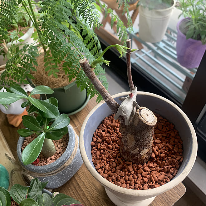 パキラインテリア観葉植物ガーデニング 最大71 オフ
