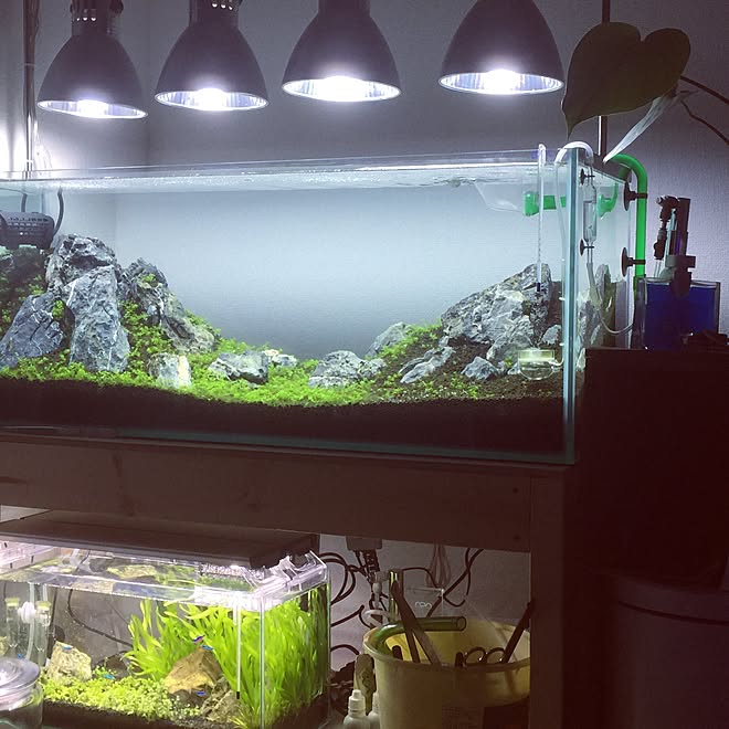 リビング Diy棚 自作棚 一人暮らし 観葉植物 などのインテリア実例 16 03 02 03 26 02 Roomclip ルームクリップ