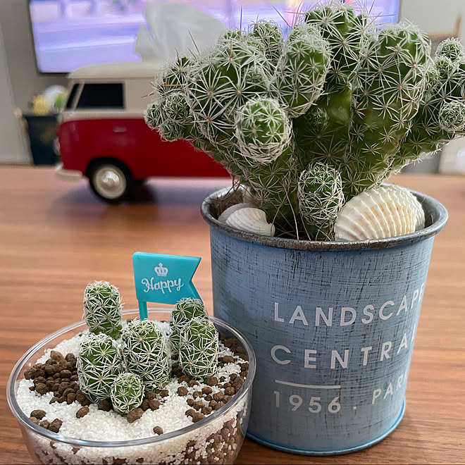 ダイソー植物 ダイソー サボテン グリーン 多肉植物 などのインテリア実例 22 08 18 08 34 47 Roomclip ルームクリップ ダイソー植物 ダイソー サボテン グリーン 多肉植物 などのインテリア実例 22 08 18 08 34 47 Roomclip ルームクリップ