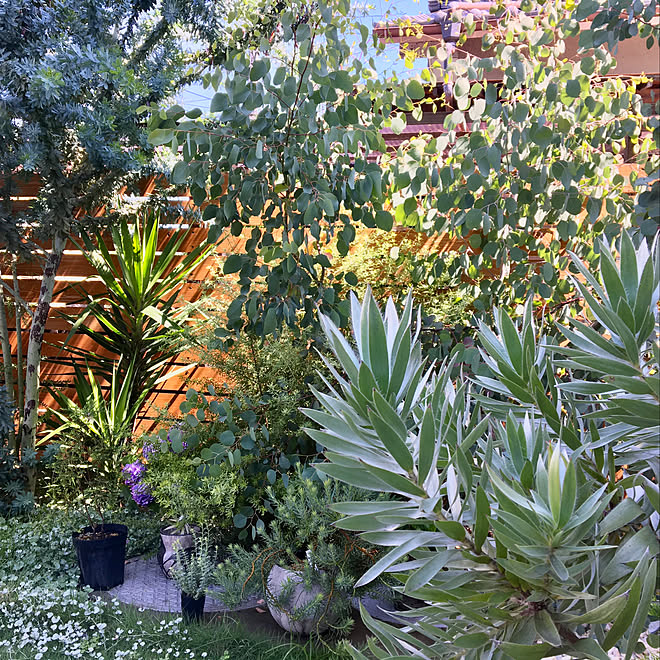 リューカデンドロン ジェイドパール シルバーリーフ ドライ ネイティブプランツ 丈夫 低木 南アフリカ 庭木 庭植え 植木 植物 花 苗 観葉植物 鉢植え 21特集 シルバーリーフ