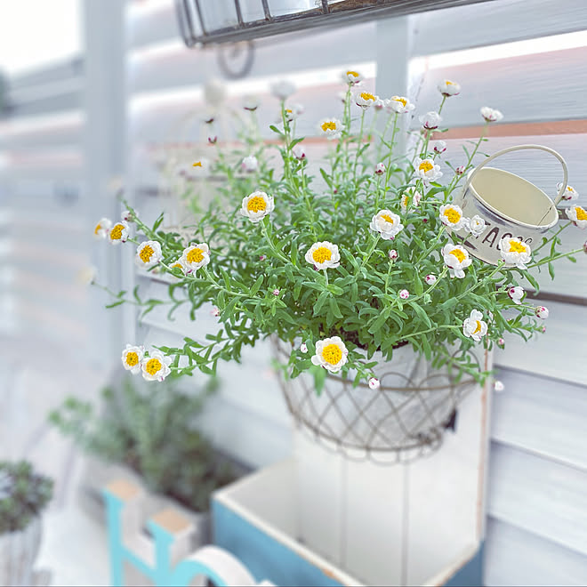アンティークのある暮らし/花かんざし◡̈⃝︎⋆︎*/ワンちゃんの暮らす家/ガーデン雑貨/ナチュラルキッチン&雑貨...... 