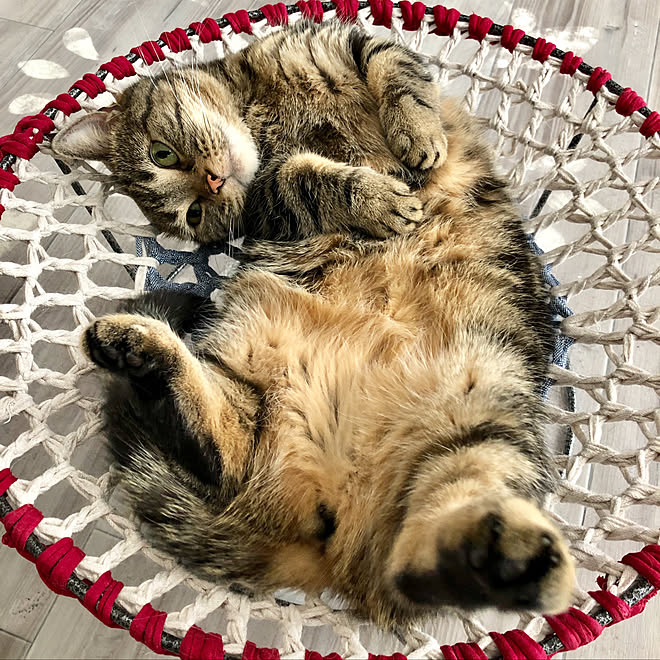 ハンモックdiy 猫ハンモック ハンモック いいね いつもありがとうございます かぎ針編み などのインテリア実例 19 05 26 58 11 Roomclip ルームクリップ