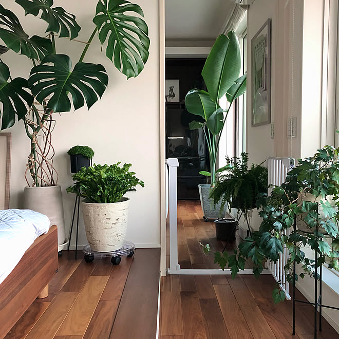 観葉植物 グリーンのある暮らし イングリッシュモス ツデー エレンダニカ などのインテリア実例 21 08 29 17 05 54 Roomclip ルームクリップ