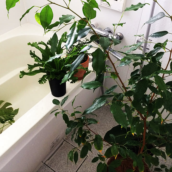 植物のある部屋 植物のある暮らし エモい レトロ 賃貸 などのインテリア実例 08 09 09 28 52 Roomclip ルームクリップ