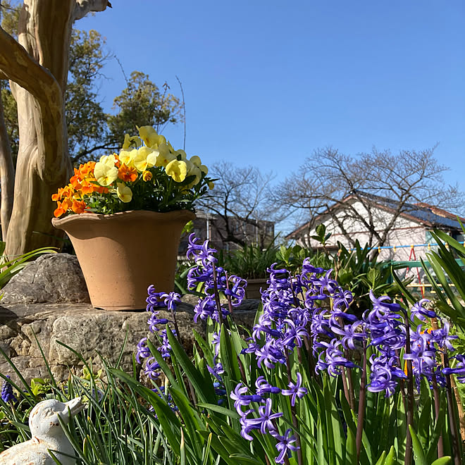 植えっぱなし ヒヤシンス 寄せ植え ビオラ いいね ありがとうございます などのインテリア実例 21 03 19 32 18 Roomclip ルームクリップ