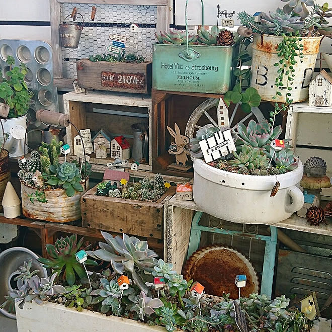 玄関/入り口/多肉植物/可愛いものだいすき♪/有り難うのきもち/大切なもの✨...などのインテリア実例 - 2019-11-20 07:06:53