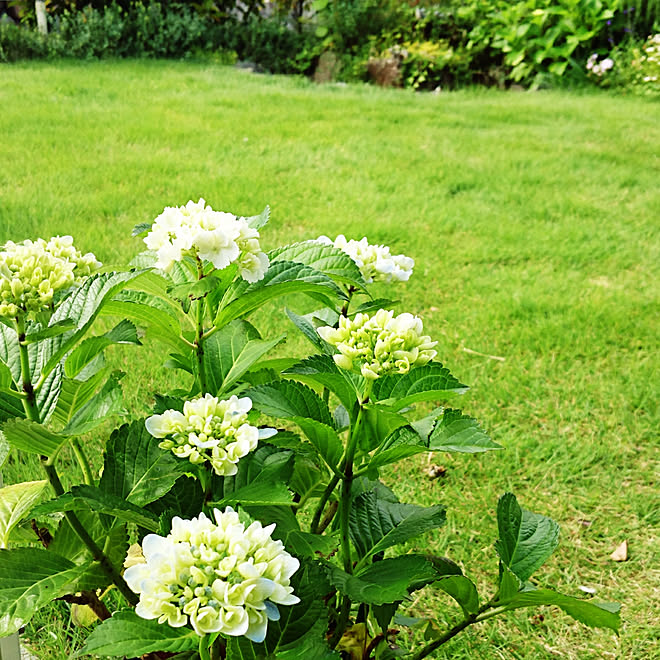 紫陽花 手作りの庭 グリーンが好き 白い花が好き 緑が好き などのインテリア実例 19 06 09 07 49 27 Roomclip ルームクリップ