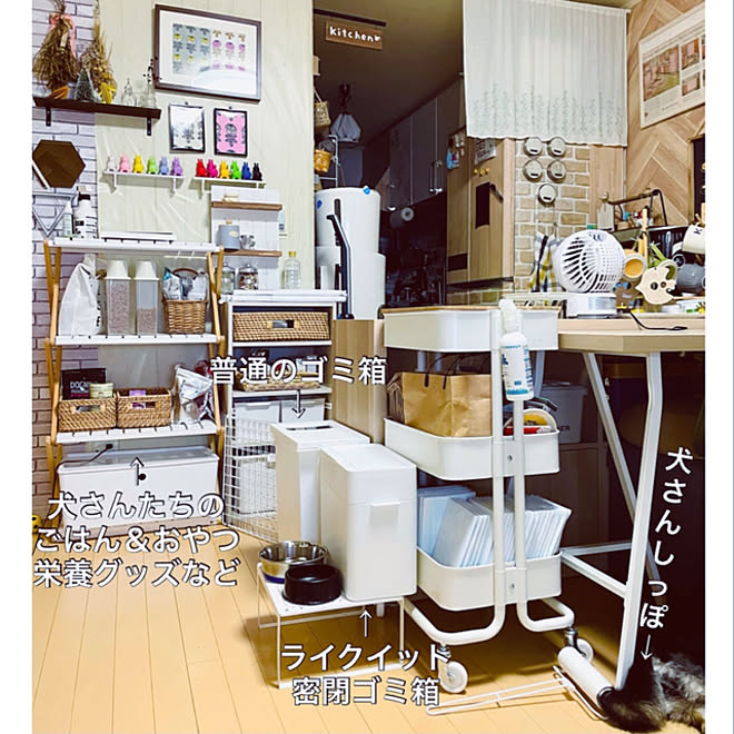 モニター投稿 7枚目 夏のスペシャルクーポン Roomclipショッピング 柴犬と暮らす 夏 などのインテリア実例 21 08 30 05 00 Roomclip ルームクリップ モニター投稿 7枚目 夏のスペシャルクーポン Roomclipショッピング 柴犬と暮らす 夏 などのインテリア実例 21 08 30 05 00 Roomclip ルームクリップ