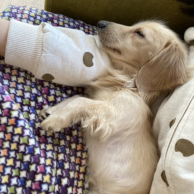 寝るの大好きご主人 カニンヘンダックス いぬばかりですみません 寝るの大好きわんこ 犬 などのインテリア実例 11 09 11 28 13 Roomclip ルームクリップ 寝るの大好きご主人 カニンヘンダックス いぬばかりですみません 寝るの大好きわんこ 犬 などのインテリア実例 11 09 11 28 13 Roomclip ルームクリップ