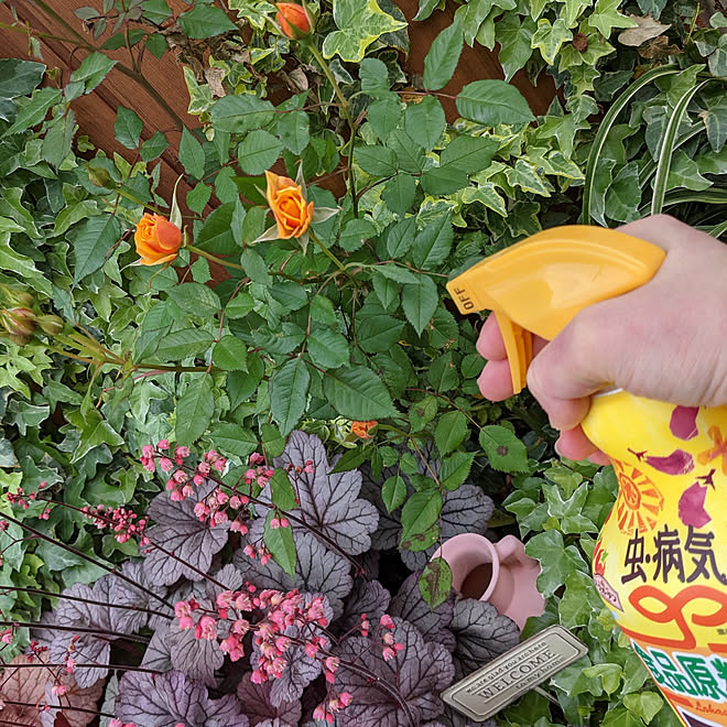 玄関 入り口 ガーデニング 植物のある暮らし 害虫対策 アースガーデン などのインテリア実例 21 05 03 00 45 Roomclip ルームクリップ