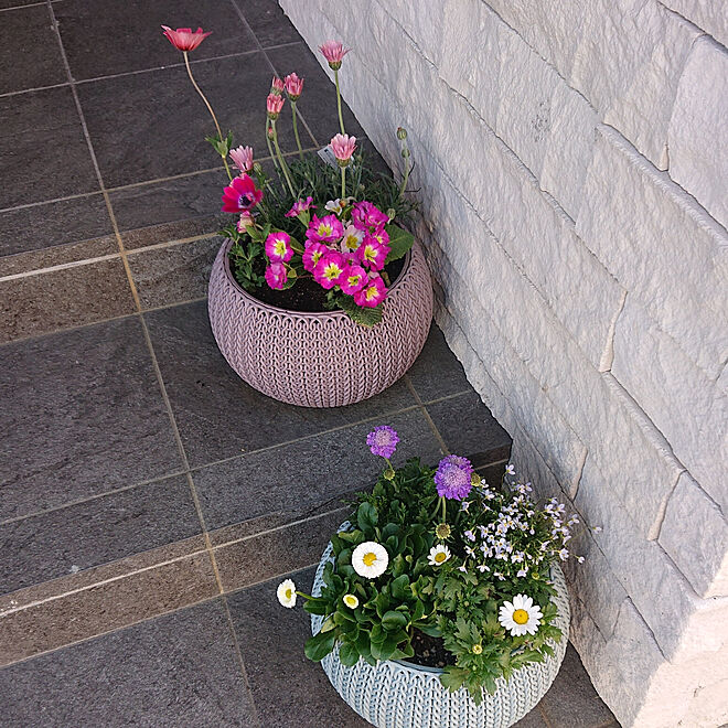 玄関 入り口 花のある暮らし 寄せ植え プランター お花 などのインテリア実例 03 12 10 55 49 Roomclip ルームクリップ