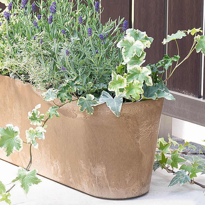 プランツ ハーブ ガーデニング ハーブガーデン ハーブのある暮らしのインテリア実例 22 08 18 13 57 17 Roomclip ルームクリップ