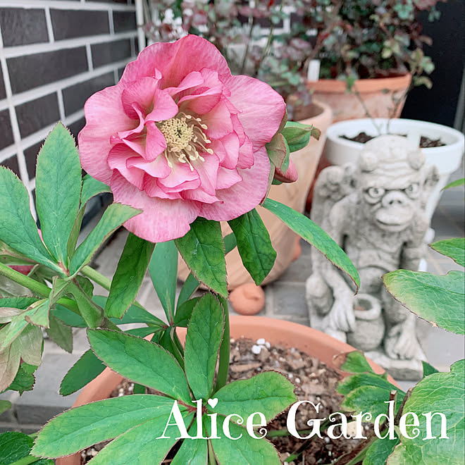 鉢植え ガーデニング ガーゴイル ワンダーデコール クリスマスローズ などのインテリア実例 02 25 17 17 48 Roomclip ルームクリップ