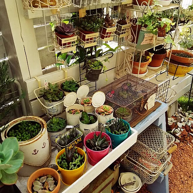 玄関 入り口 Rc名古屋 多肉植物 白が好き Diy などのインテリア実例 15 05 15 09 45 42 Roomclip ルームクリップ