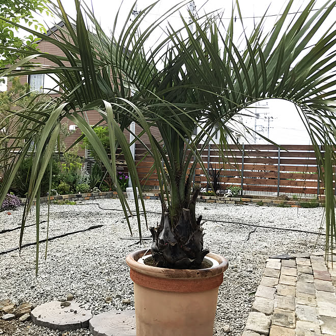 ココスヤシ/ヤシの木/植物のある暮らし/西海岸/観葉植物のある生活&hellip;などのインテリア実例 20200506 142639
