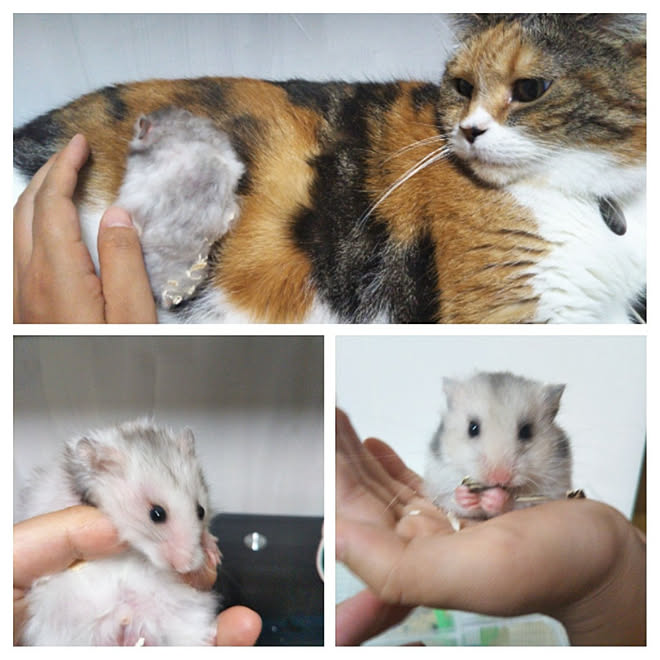 ハムスター/猫のゆずさん/インテリアじゃなくてごめんなさいの