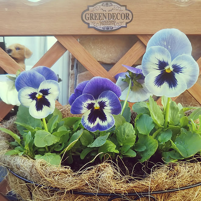 部屋全体 パンジー カインズホーム Daisoのフラワーポットのインテリア実例 21 04 22 16 18 30 Roomclip ルームクリップ