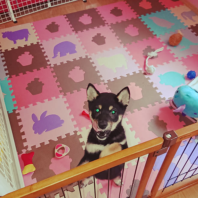 部屋全体 レトロポップ 柴犬 レトロ カラフル などのインテリア実例 19 05 13 15 32 02 Roomclip ルームクリップ