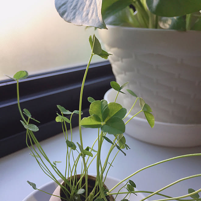 壁 天井 出窓 エッグリング 四つ葉のクローバー 栽培キット などのインテリア実例 18 07 02 08 02 56 Roomclip ルームクリップ