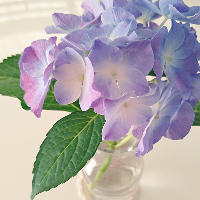 机 花が好き 花のある暮らし 紫陽花 グラデーションのインテリア実例 19 06 14 11 46 50 Roomclip ルームクリップ