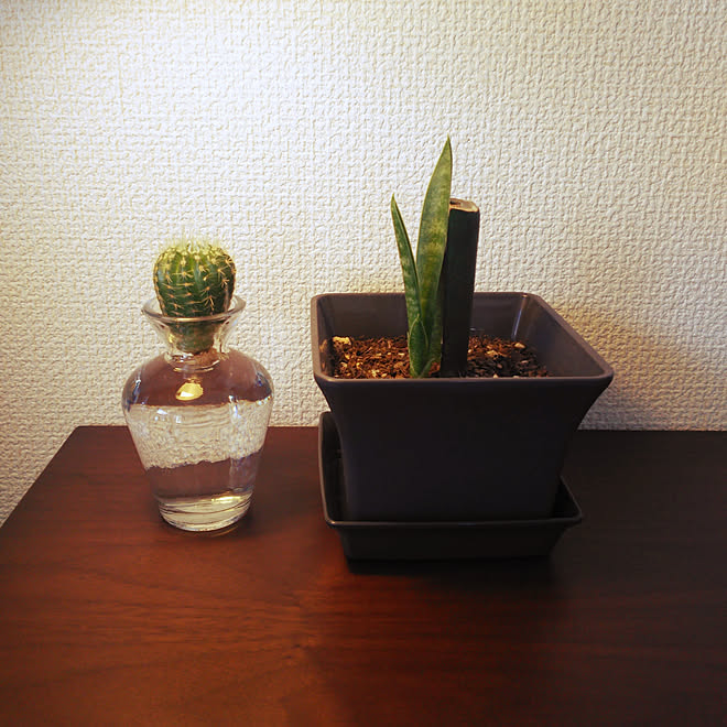 リビング 観葉植物 サボテン水栽培 サボテン水耕栽培のインテリア実例 01 05 13 35 11 Roomclip ルームクリップ