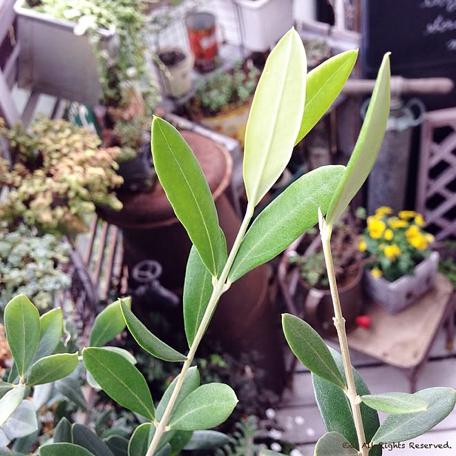 壁 天井 ベランダガーデン Asg ヒルナンデス いなちゃんの紹介 などのインテリア実例 14 10 21 08 25 40 Roomclip ルームクリップ