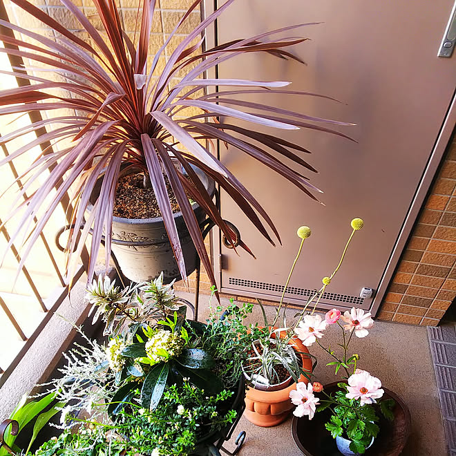 玄関 入り口 ガーデニング マンション マンション暮らし 植物のある暮らし などのインテリア実例 22 04 01 13 48 56 Roomclip ルームクリップ