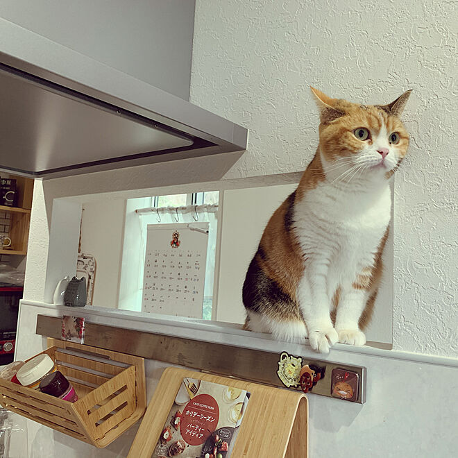 猫 キッチン 上がら せ ない