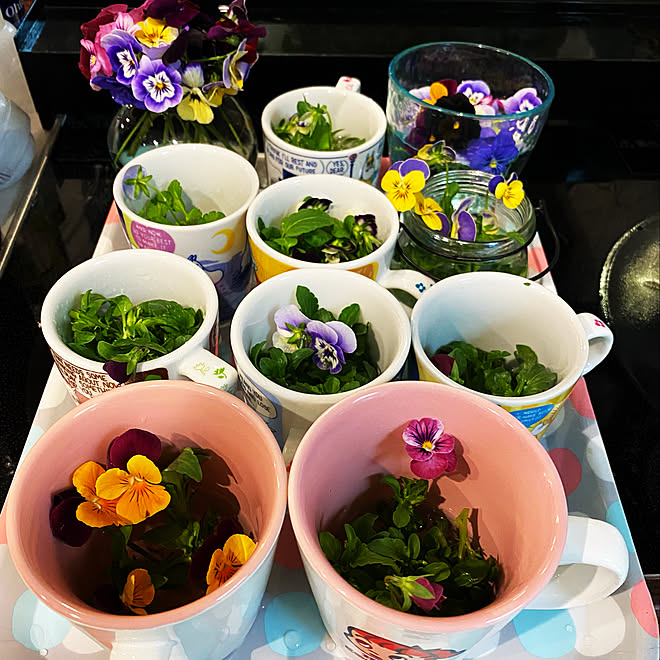ビオラ挿し芽 ビオラのインテリア実例 22 10 06 10 55 28 Roomclip ルームクリップ