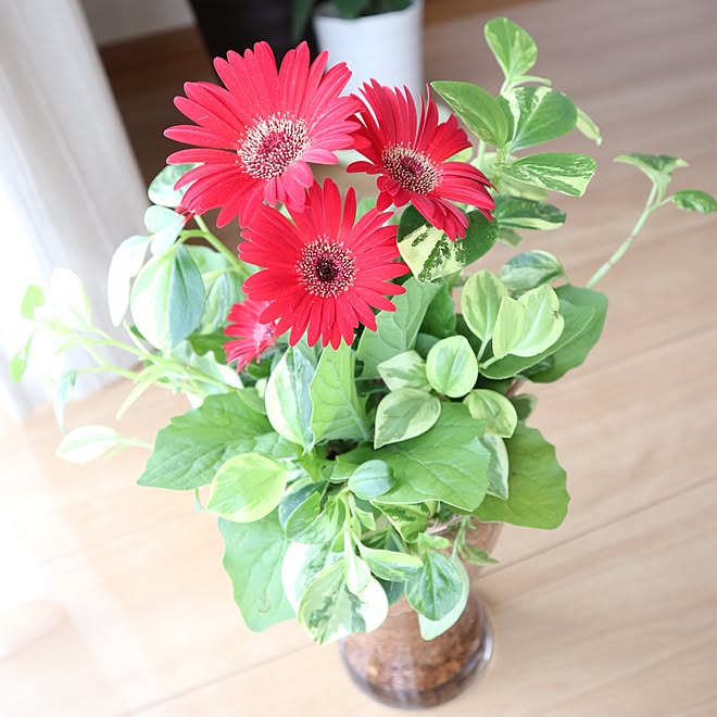 お部屋で育てる花 ベラボン ガーベラ 観葉植物 お花屋さん などのインテリア実例 17 06 28 22 28 30 Roomclip ルームクリップ