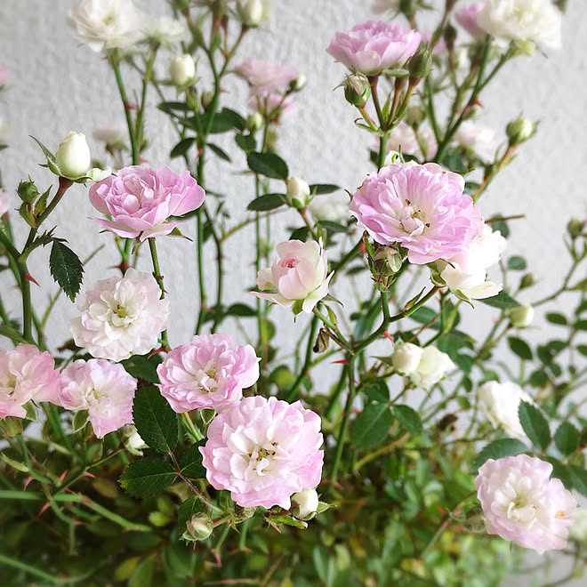 真珠貝 つるバラ 部屋全体 ウッドフェンスに ミニチュアバラのインテリア実例 18 05 13 15 00 12 Roomclip ルームクリップ